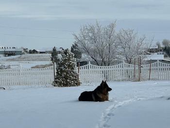 Our pup will lay in the snow for hours! 