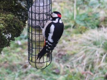 Woodpecker on bird feeder.