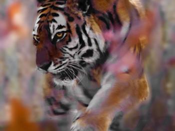 dramatic shot of a tiger