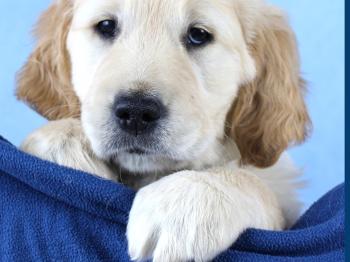 Light blue background golden puppy with paw on navy blue cloth.