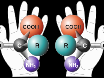Left and right images of the enantiomers of amino acids (building blocks of protein). 