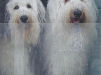My 2 Old English Sheepdogs 