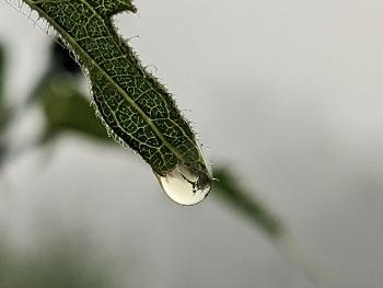 Photo of morning dew I took on my last hike...