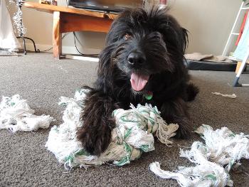 Black bearded collie looking cheeky after shredding a  rope toy she is lying on 