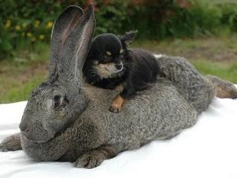 Bunny bed for tiny dog.
