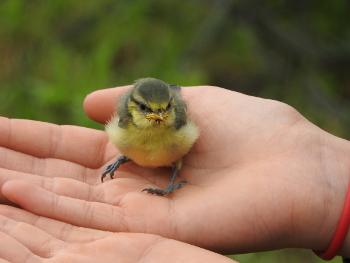 Baby bird in hand