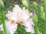 Closeup of pastel Bearded Iris, with peach standards and lavender falls.