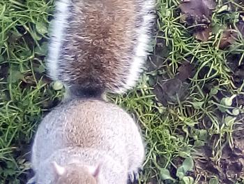Squirell came right up to me