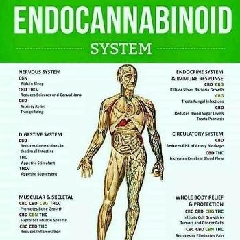 What CBD can do for you