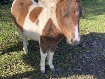 Miniature pony