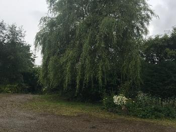 Willow tree in the rain