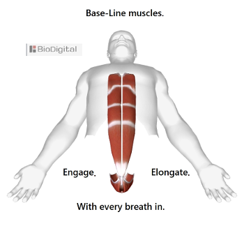 baseline pelvic floor and rectus abdominis muscles. activate as you breathe in.