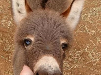 Mini Donkey 