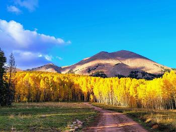 Fall time in the Rockies yellow aspen trees along sides of  road with snow Cap mnts 