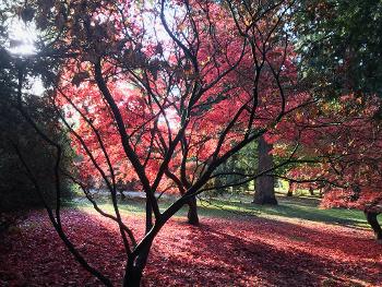 Autumn glory