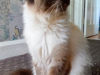 My new cat. A colour point ragdoll.