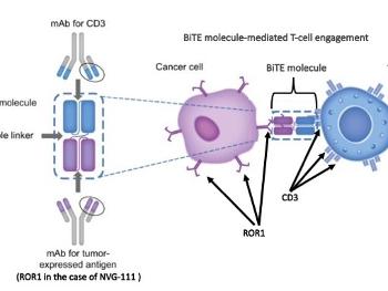 BiTE mediated Cancer Cell & T-cell Engagement