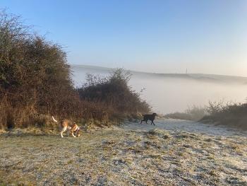 Dogs in the sunshine, mist in the background