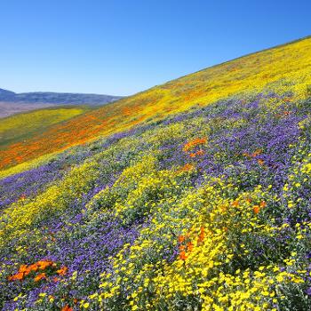 Central Valley wildflower bloom
