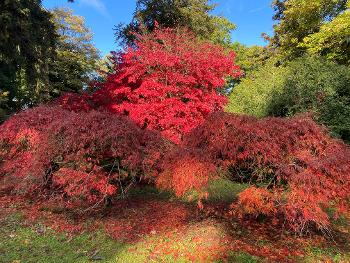 Autumn colour in arboretum
