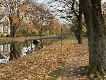 Lots of leaves along an artificial channel that is lined by trees.