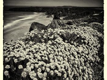 Black and white image of Thrift along a Cornish coastline with the sea below the cliffs.