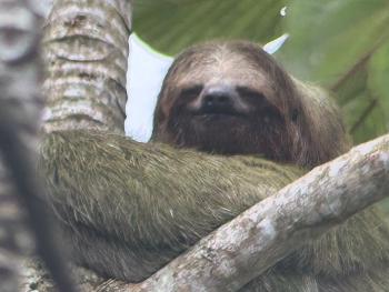 Sloth