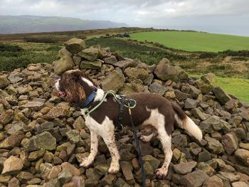 Springer spaniel on a pile of rocks (cairn) 