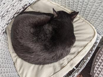 Black cat asleep