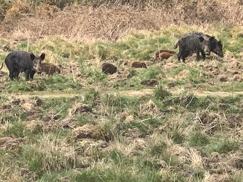 Sounder of boars on the footpath