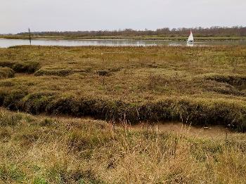 Image of salt marshes