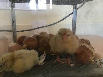 Newly hatched chicks