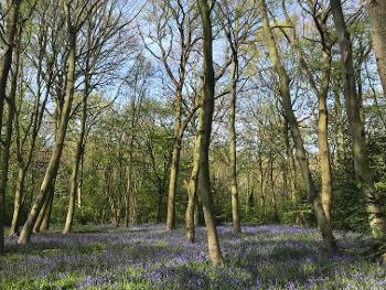 Local woods with bluebells 