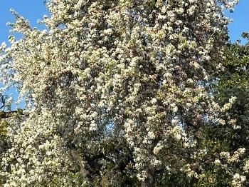 Spring flowering trees