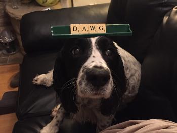A black and white Springer Spaniel balancing scrabble tiles on her head spelling DAWG