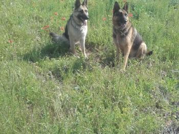 2 GSDs in a field of poppies 