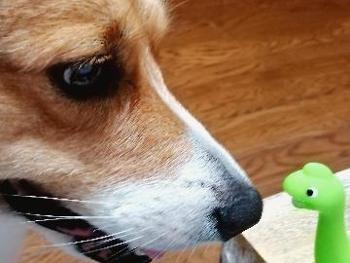 Corgi with dinosaur. 