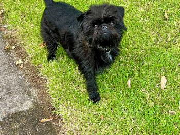 Small black Affenpincher dog standing on grass