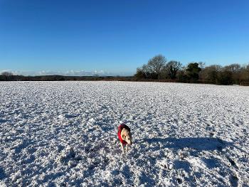 Dog in snowy field. 