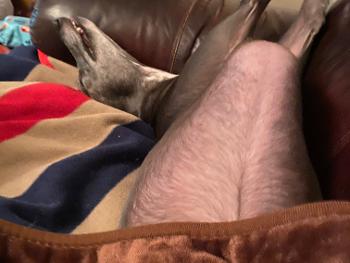 Dog asleep
Under blanket