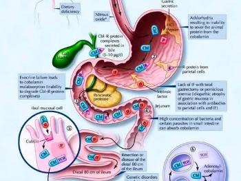 The complex Vitamin B12 absorbtion process in the digestive system. 