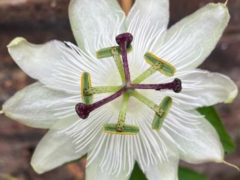 White passion flower