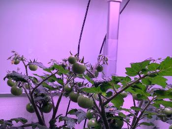 hydroponic tomatoes