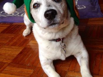 My doggie Oscar wearing a Santa hat