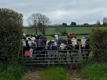 Cows behind a gate