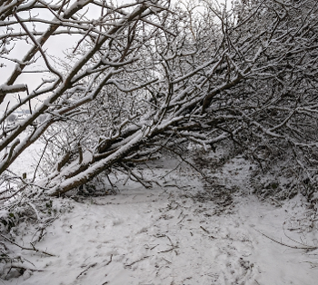 Tree fallen across snowy path