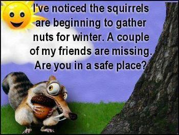 Humor: Squirrel gathering nuts & a couple friends are missing - just checkin' on ya!