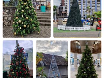 Mauritian Christmas trees