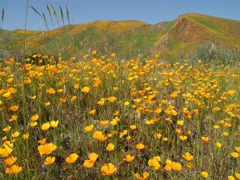 California poppies in Fresno foothills 