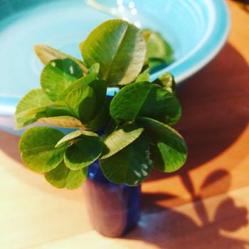 A bunch of four leaf clovers in a mini, dark blue  glass vase.